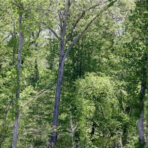 Photo #17 of OLD APPLE GROVE RD, MINERAL, VA