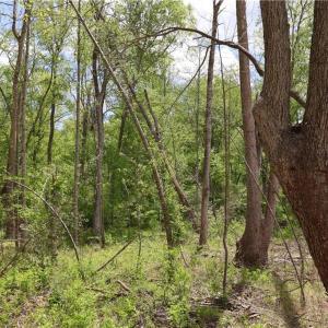 Photo #18 of OLD APPLE GROVE RD, MINERAL, VA