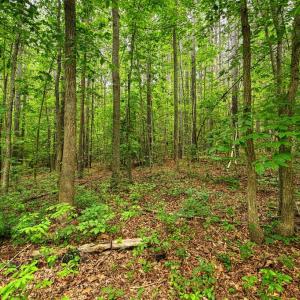 Photo #4 of JOHNSON RD, MINERAL, VA 14.0 acres