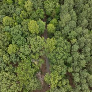 Photo #12 of JOHNSON RD, MINERAL, VA 14.0 acres
