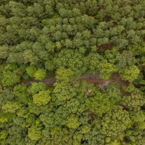 Photo #13 of JOHNSON RD, MINERAL, VA 14.0 acres