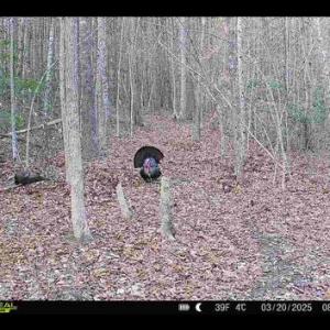 Photo #30 of JOHNSON RD, MINERAL, VA 14.0 acres