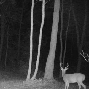 Photo #27 of JOHNSON RD, MINERAL, VA 14.0 acres