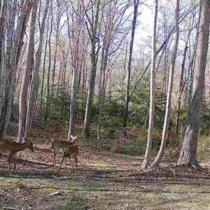 Photo #28 of JOHNSON RD, MINERAL, VA 14.0 acres