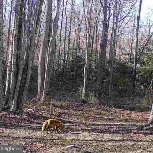 Photo #29 of JOHNSON RD, MINERAL, VA 14.0 acres