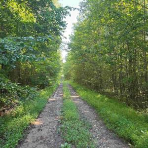 Photo #2 of BANNISTER TOWN ROAD (TRACT DTOF LOUISA), LOUISA, VA 264.0 acres