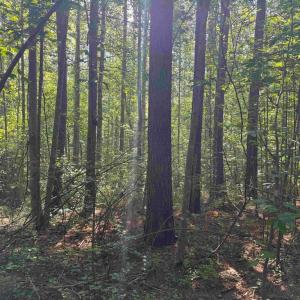 Photo #8 of BANNISTER TOWN ROAD (TRACT DTOF LOUISA), LOUISA, VA 264.0 acres