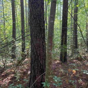 Photo #9 of BANNISTER TOWN ROAD (TRACT DTOF LOUISA), LOUISA, VA 264.0 acres