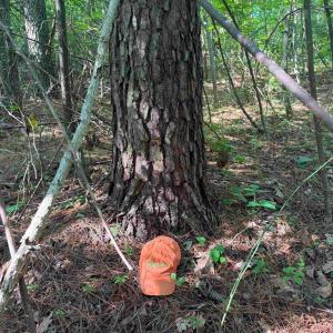 Photo #10 of BANNISTER TOWN ROAD (TRACT DTOF LOUISA), LOUISA, VA 264.0 acres