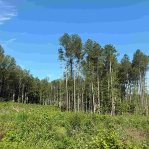 Photo #12 of BANNISTER TOWN ROAD (TRACT DTOF LOUISA), LOUISA, VA 264.0 acres