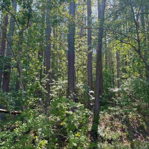 Photo #14 of BANNISTER TOWN ROAD (TRACT DTOF LOUISA), LOUISA, VA 264.0 acres