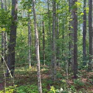 Photo #15 of BANNISTER TOWN ROAD (TRACT DTOF LOUISA), LOUISA, VA 264.0 acres