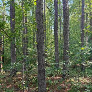 Photo #16 of BANNISTER TOWN ROAD (TRACT DTOF LOUISA), LOUISA, VA 264.0 acres