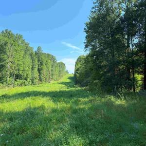 Photo #18 of BANNISTER TOWN ROAD (TRACT DTOF LOUISA), LOUISA, VA 264.0 acres