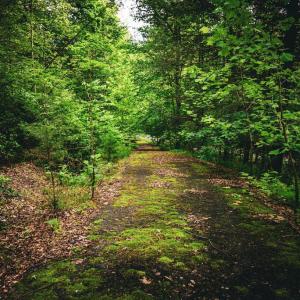 Photo #16 of MALLORYS FORD RD, LOUISA, VA 32.0 acres
