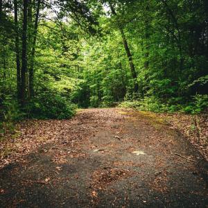 Photo #18 of MALLORYS FORD RD, LOUISA, VA 32.0 acres