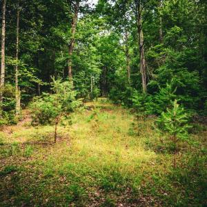 Photo #19 of MALLORYS FORD RD, LOUISA, VA 32.0 acres