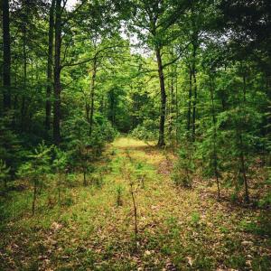Photo #20 of MALLORYS FORD RD, LOUISA, VA 32.0 acres