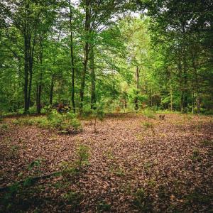 Photo #23 of MALLORYS FORD RD, LOUISA, VA 32.0 acres