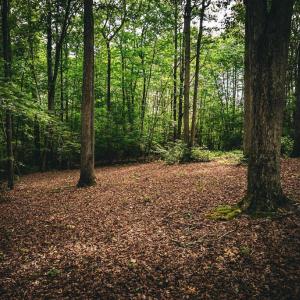 Photo #24 of MALLORYS FORD RD, LOUISA, VA 32.0 acres