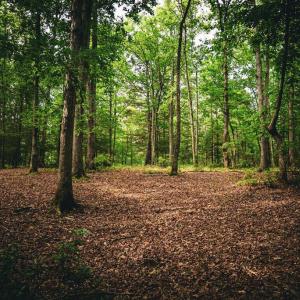Photo #25 of MALLORYS FORD RD, LOUISA, VA 32.0 acres