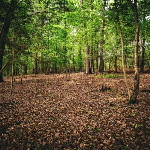 Photo #26 of MALLORYS FORD RD, LOUISA, VA 32.0 acres