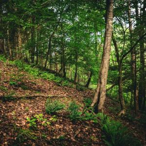 Photo #27 of MALLORYS FORD RD, LOUISA, VA 32.0 acres