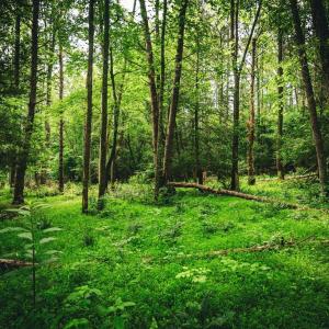 Photo #29 of MALLORYS FORD RD, LOUISA, VA 32.0 acres