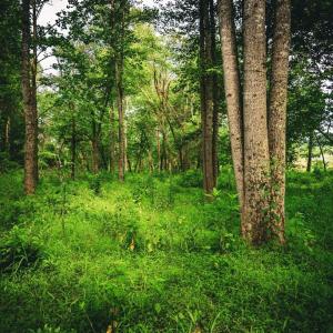 Photo #30 of MALLORYS FORD RD, LOUISA, VA 32.0 acres