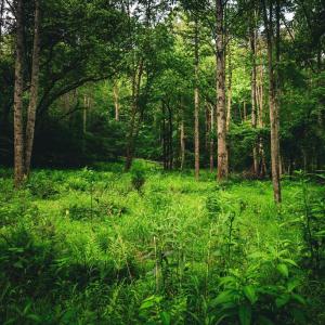 Photo #31 of MALLORYS FORD RD, LOUISA, VA 32.0 acres
