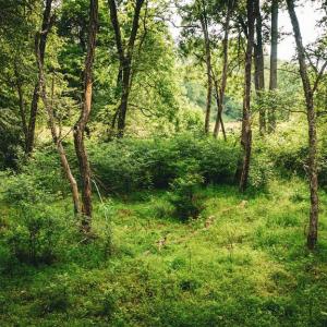 Photo #35 of MALLORYS FORD RD, LOUISA, VA 32.0 acres