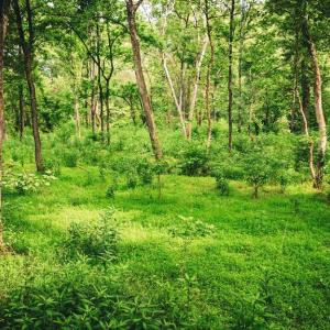 Photo #36 of MALLORYS FORD RD, LOUISA, VA 32.0 acres