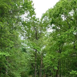 Photo #6 of LOIS LANE, BUMPASS, VA 1.0 acres