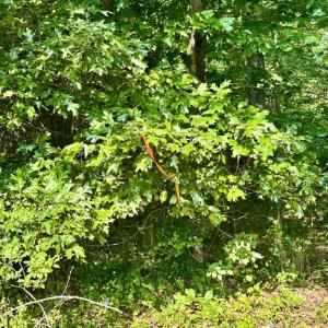 Photo #8 of BLACK HILL RD., RIXEYVILLE, VA 20.5 acres
