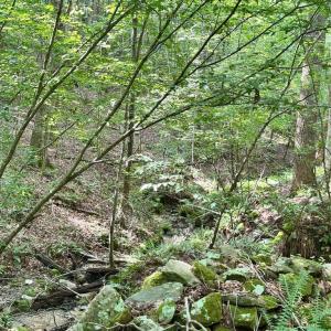 Photo #9 of BLACK HILL RD., RIXEYVILLE, VA 20.5 acres
