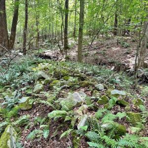 Photo #10 of BLACK HILL RD., RIXEYVILLE, VA 20.5 acres