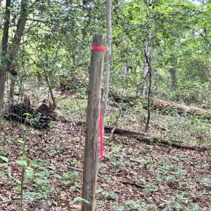 Photo #12 of BLACK HILL RD., RIXEYVILLE, VA 20.5 acres