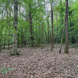 Photo #5 of GLADE RD, SHIPMAN, VA 11.1 acres