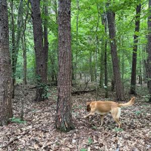 Photo #7 of GLADE RD, SHIPMAN, VA 11.1 acres