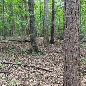 Photo #8 of GLADE RD, SHIPMAN, VA 11.1 acres