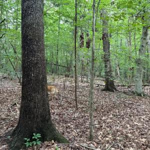 Photo #9 of GLADE RD, SHIPMAN, VA 11.1 acres