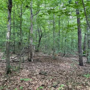 Photo #10 of GLADE RD, SHIPMAN, VA 11.1 acres