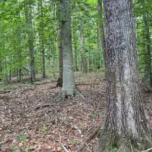 Photo #12 of GLADE RD, SHIPMAN, VA 11.1 acres