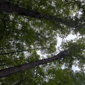 Photo #13 of GLADE RD, SHIPMAN, VA 11.1 acres