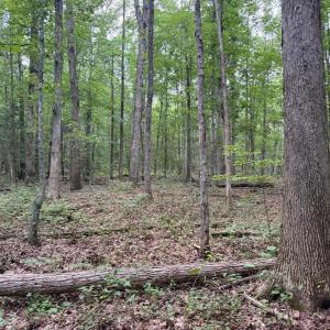 Photo #14 of GLADE RD, SHIPMAN, VA 11.1 acres