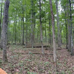 Photo #16 of GLADE RD, SHIPMAN, VA 11.1 acres