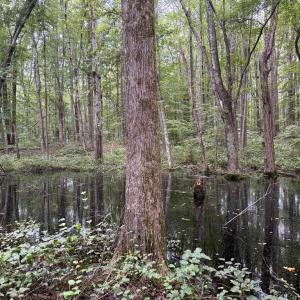 Photo #17 of GLADE RD, SHIPMAN, VA 11.1 acres