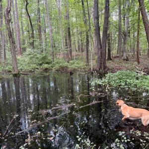 Photo #18 of GLADE RD, SHIPMAN, VA 11.1 acres