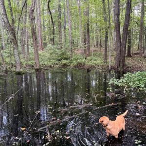 Photo #20 of GLADE RD, SHIPMAN, VA 11.1 acres