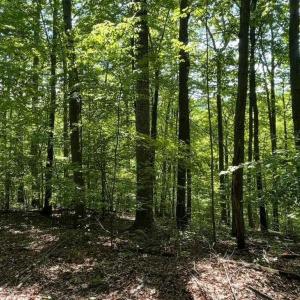 Photo #1 of 2 FIERY RUN RD, LINDEN, VA 8.8 acres